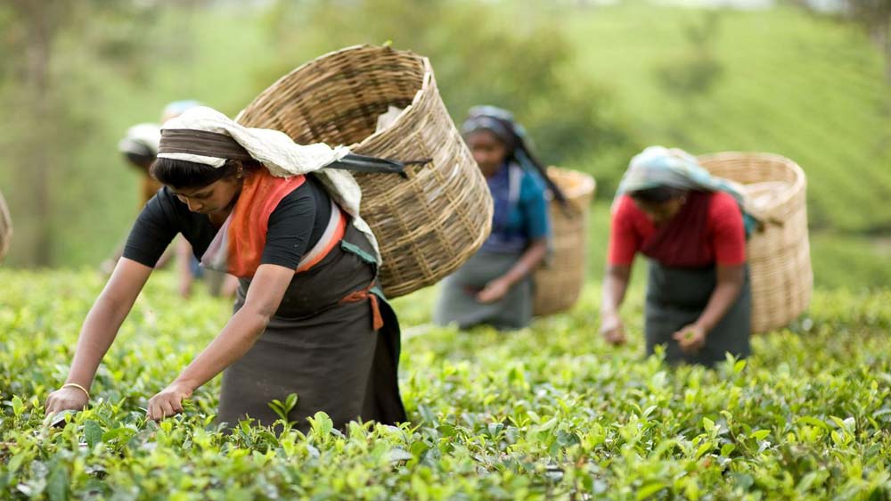 Tea Sustainability Code Launched
