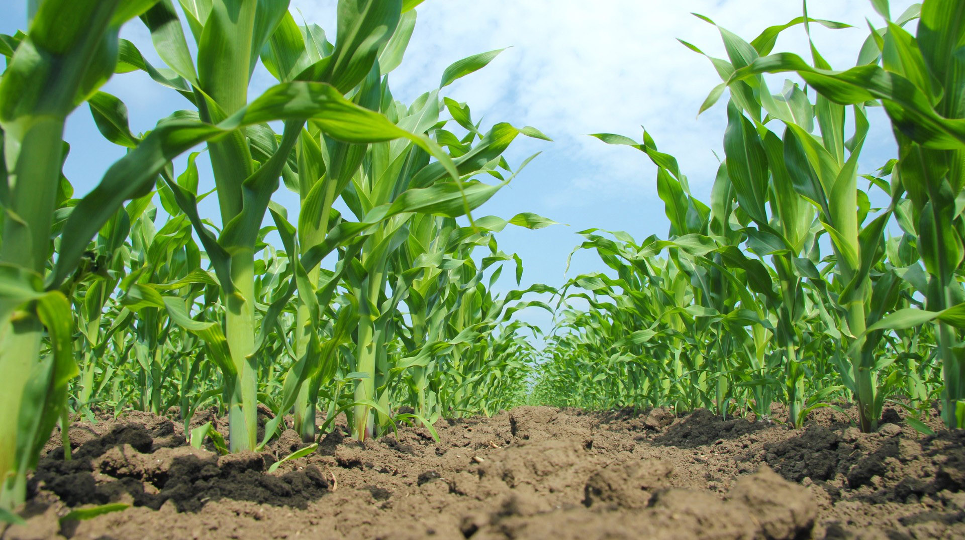 ​Deepak Fertilisers expands portfolio under Mahadhan brand