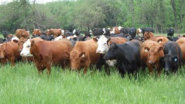 International dairy players are not ready to take a dig at the Indian market International dairy players are not ready to take a dig at the Indian market