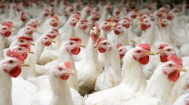 Chicken consumption, prices rise upto 30% over beef ban: Assocham Chicken consumption, prices rise upto 30% over beef ban: Assocham
