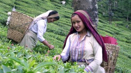 Darjeeling Tea fails to spread its aroma on ecommerce’s platform Darjeeling Tea fails to spread its aroma on ecommerce’s platform