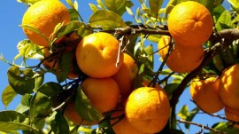 Rajasthan to market Orange brand 'Raj Santara' Rajasthan to market Orange brand 'Raj Santara'