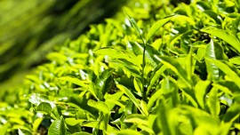 Tea auction in Calcutta starts today Tea auction in Calcutta starts today